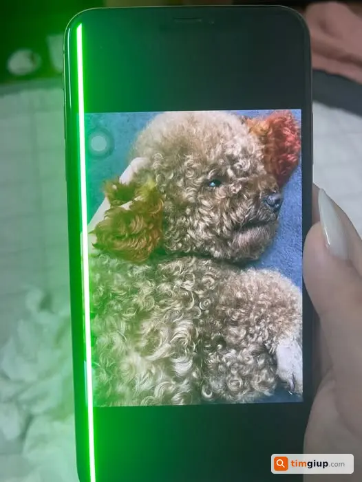 Tìm chó Poodle nâu nhuộm đỏ ở tai lạc tại Tân Mai Nguyễn Chính