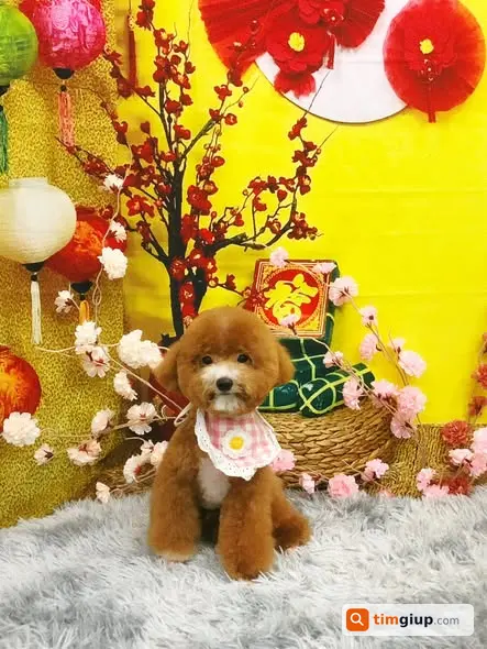 Tìm Chó Poodle Nâu Tên Men Thất Lạc Tại Ngõ 193 Bồ Đề, Long Biên