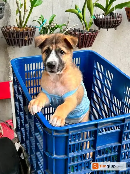 Tìm Chó Thất Lạc Đeo Vòng Cổ Vàng Tại Bình Chuẩn 64