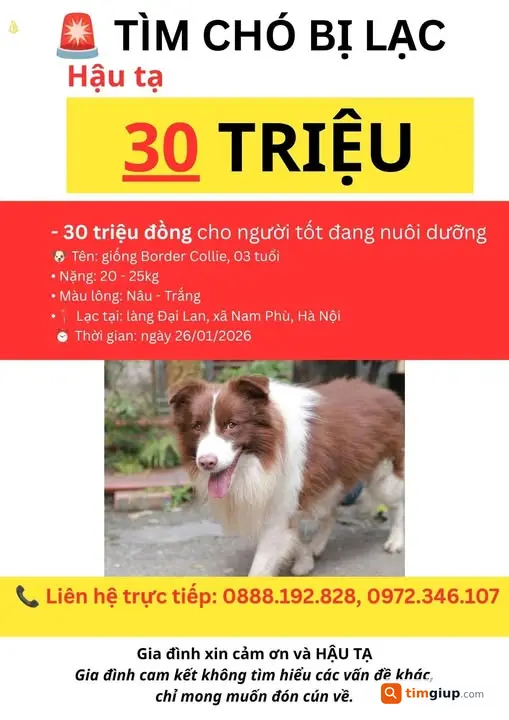 Tìm Chó Border Collie Nâu Trắng Thất Lạc Tại Thôn Đại Lan, Hà Nội