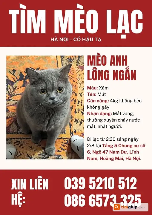 Tìm Mèo Anh Lông Ngắn Xám Tro Thất Lạc Tại Nam Dư, Hà Nội