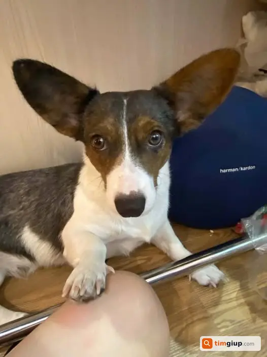 Tìm chó Corgi cái lạc tại Trần Nhật Duật, Hoàn Kiếm