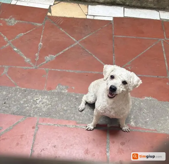 Tìm chó Poodle trắng lạc khu vực Nguyễn Trãi, Thanh Xuân