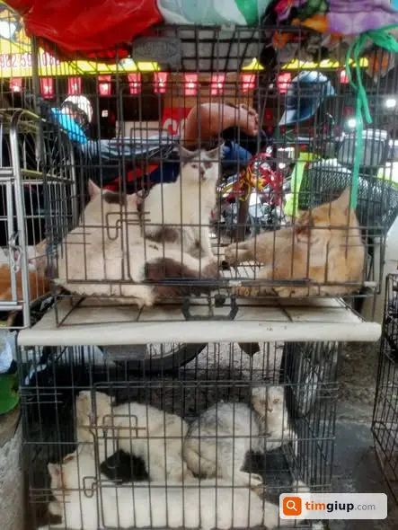 Ảnh 2