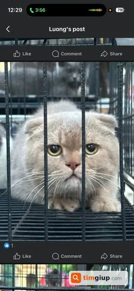 Tìm Mèo Thất Lạc Tại Phiên Chợ Hà Đông, Hà Nội