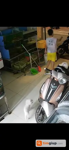 Tìm Chó Thất Lạc Tại Đặng Tiến Đông, Đống Đa, Hà Nội