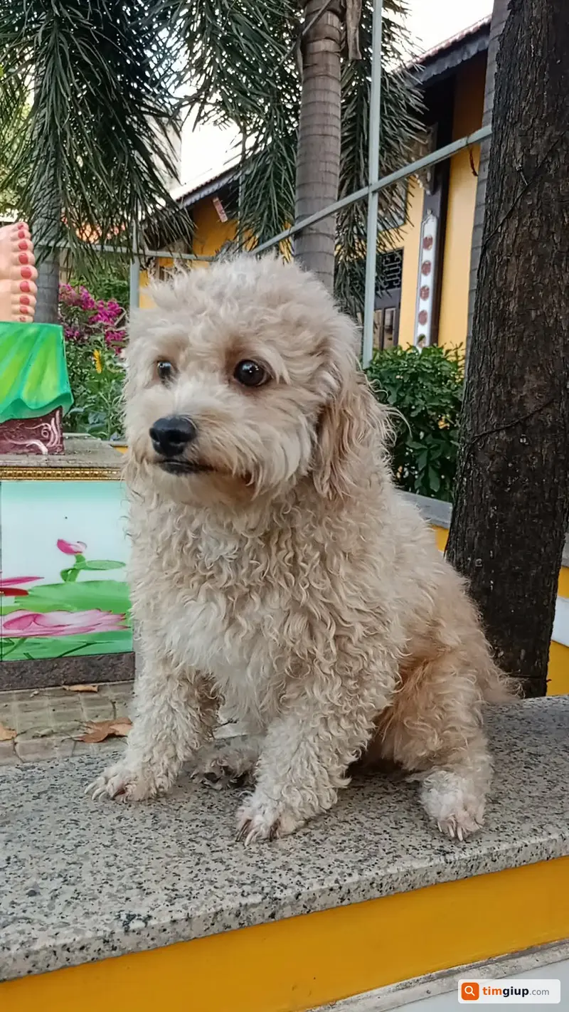 Tìm chó Poodle thất lạc tên Xù tại Thủ Đức