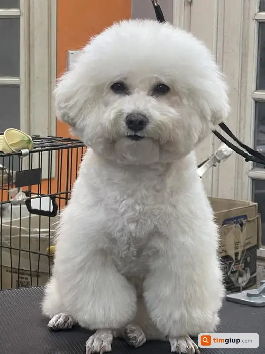 Tìm chó Poodle trắng lạc tại Lê Trọng Tấn, Thanh Xuân