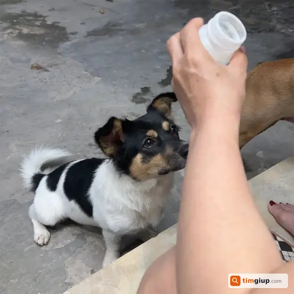 Tìm chó Sữa thất lạc khu Nguyễn Văn Bứa, Hóc Môn