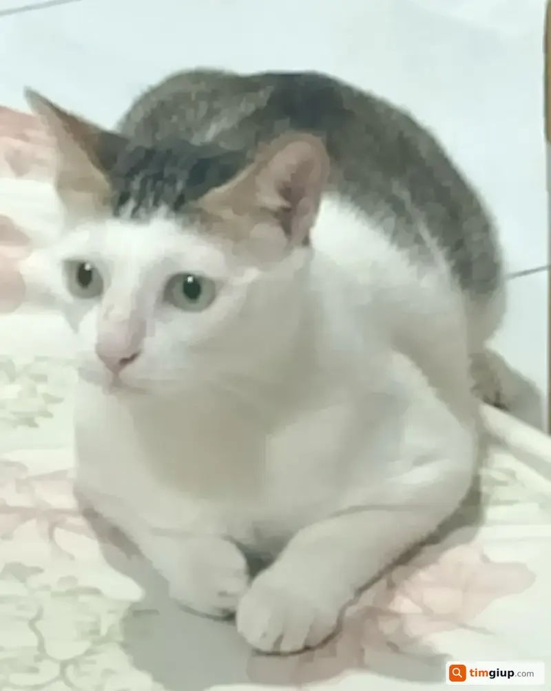 Tìm mèo ta màu đen trắng tên Meo Meo thất lạc tại Hóc Môn, TP.HCM