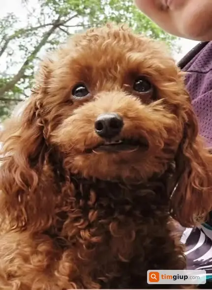 Tìm Chó Poodle Nâu Tên Bư Thất Lạc Tại Khương Thượng