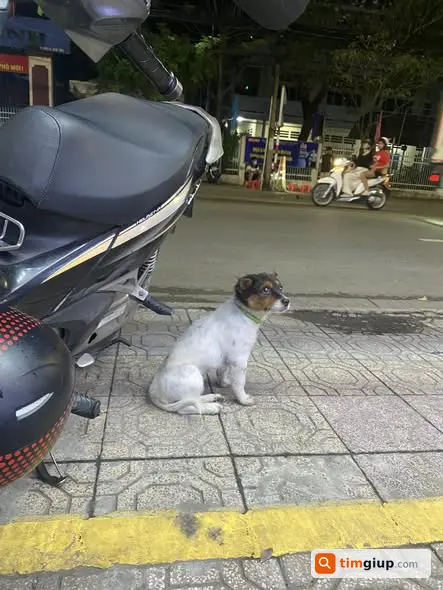 Tìm chó cún đi lạc khu vực Cách Mạng Tháng 8, Đồng Nai