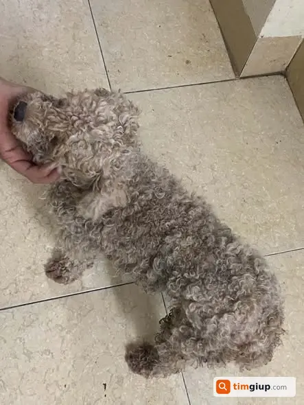 Nhặt Được Chó Poodle Đực Tại Đê Đồng Nhân, An Khánh, Hà Nội
