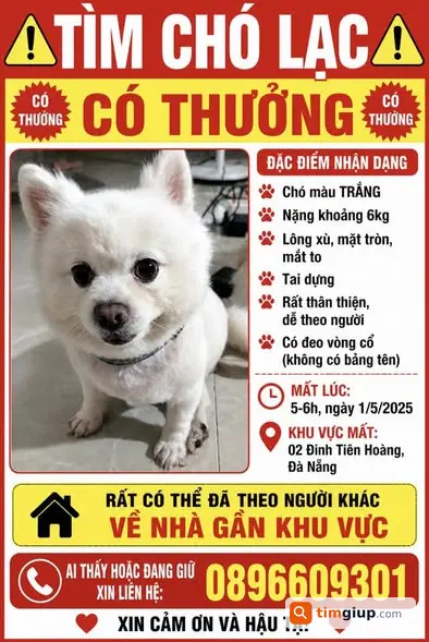 Tìm chó bỏ nhà đi đeo vòng cổ khu vực Đinh Tiên Hoàng, Hà Nội