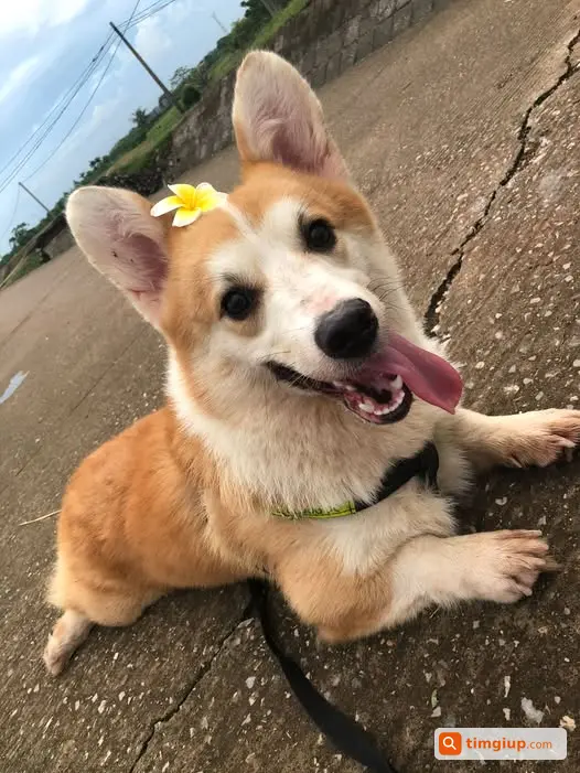 Tìm Chó Corgi Đực Red Thất Lạc Khu Vực Trương Định, Hà Nội