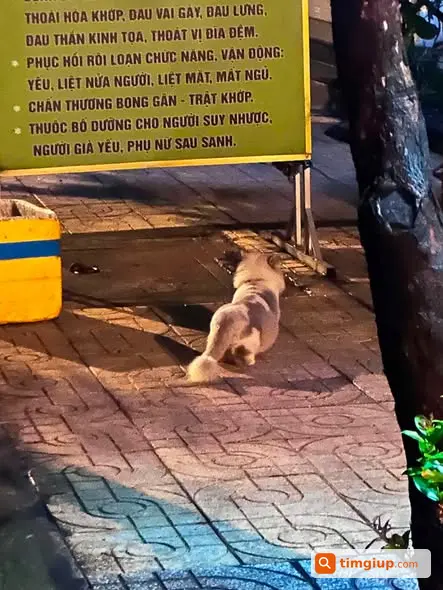 Nhặt Được Mèo Đi Lạc Khu Vực Gò Dầu, Tân Sơn Nhì