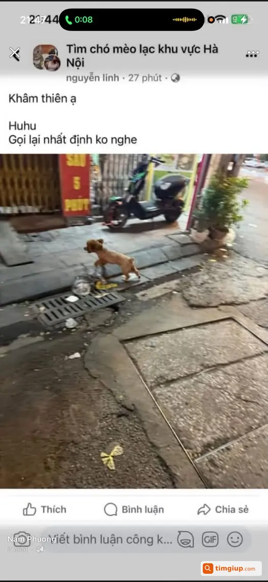 Chó Poodle Nâu Tên Chun Đi Lạc Khu Vực Khâm Thiên Hà Nội
