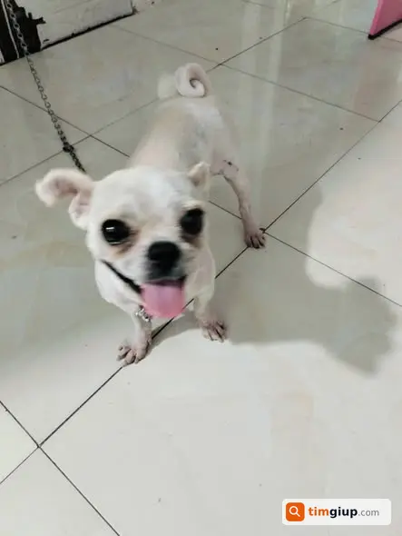 Tìm chủ cho chó bị lạc đã được chăm sóc tại địa phương