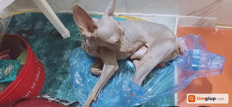 Nhặt được chó đực đi lạc đeo dây xích tại Thịnh Liệt, Hoàng Mai