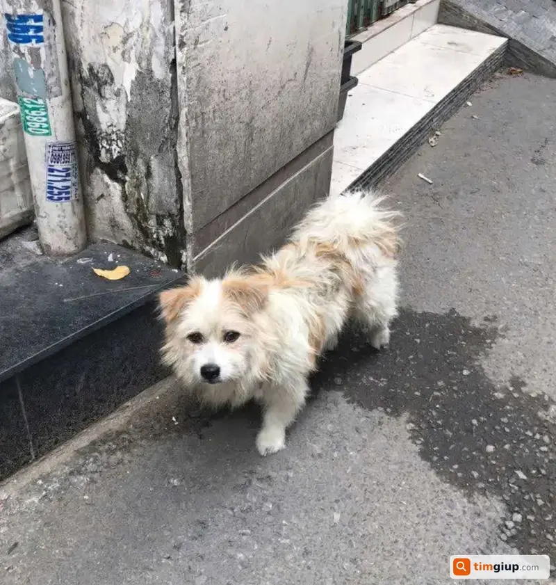 Nhặt được chó lạc tại khu vực chợ Đo Đạc, Thủ Đức, TP.HCM