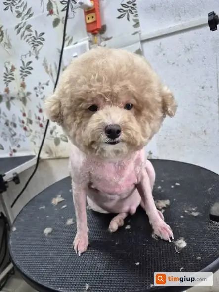 Tìm Chó Poodle Đực Thất Lạc Tại Hậu Dưỡng, Kim Chung