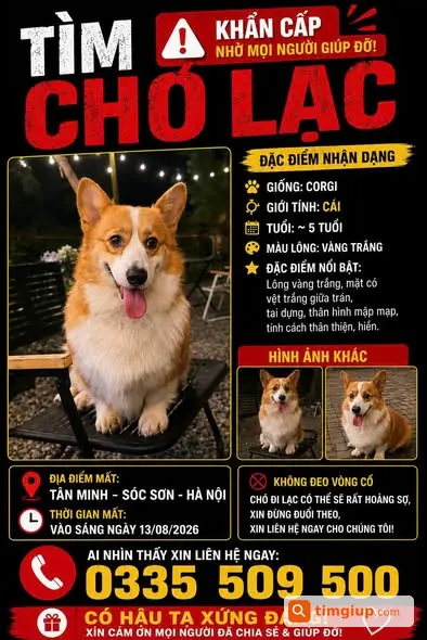 Tìm Chó Corgi Thất Lạc Tại Tân Minh, Sóc Sơn, Hà Nội