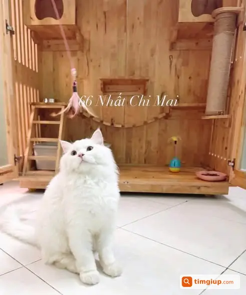 Thông Báo Dịch Vụ Giữ Mèo Sạch Sẽ, An Toàn Tại Tân Bình