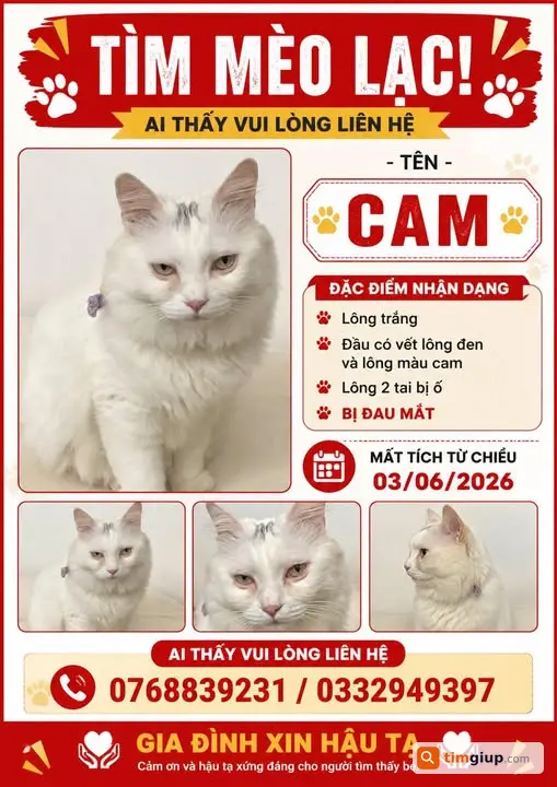 Tìm mèo trắng có vết đen trên đầu lạc ở Kim Mã Thượng