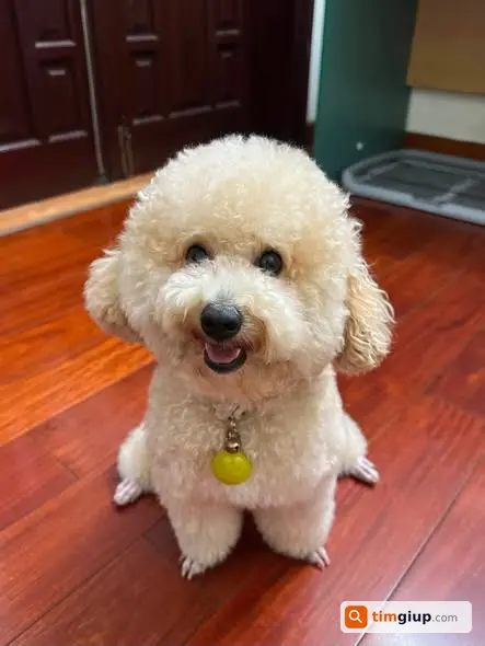 Tìm Chó Poodle Xoăn Thất Lạc Tại Ngõ 111 Cù Chính Lan, Thanh Xuân