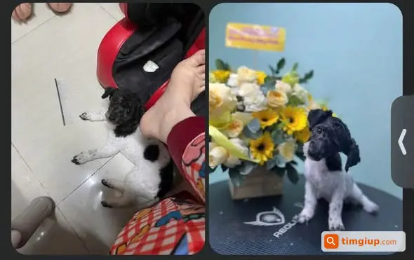 Tìm Chó Bò Sữa Tên Công Chúa Thất Lạc Tại Quận 8