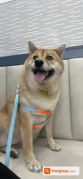 Chó Shiba Cái Tên Ka Đi Lạc Tại Đình Nam Dư Hạ