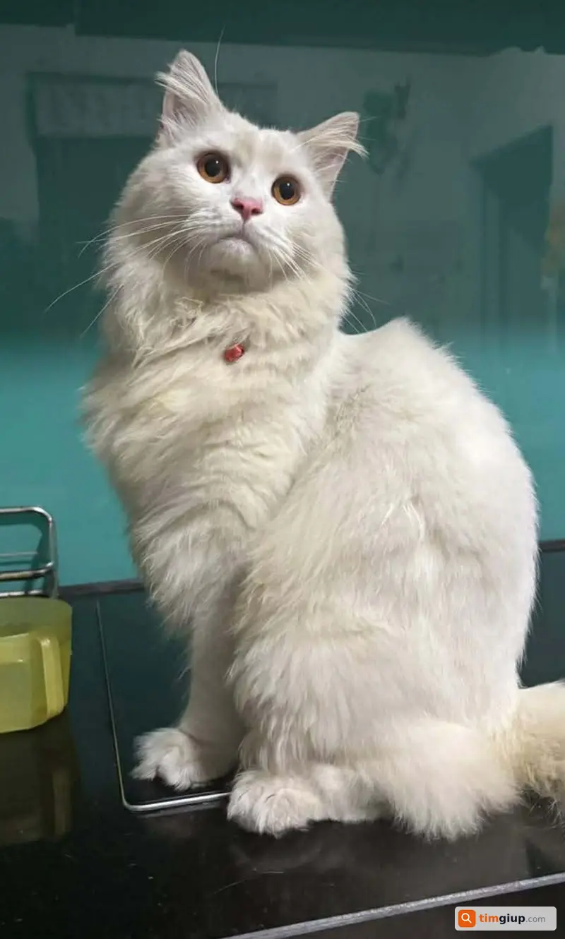 Tìm mèo Anh lông dài trắng tên Mía tại Quang Trung - Thống Nhất, TP.HCM