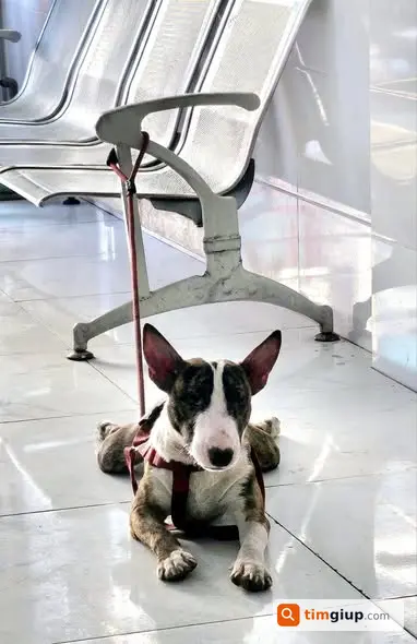 Tìm chó cún Nô lông trắng vện lạc Trần Hưng Đạo TP.HCM