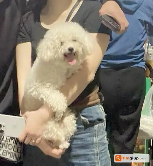 Tìm chó Poodle trắng đực lạc tại ngõ Đoàn Kết, Khâm Thiên, Hà Nội
