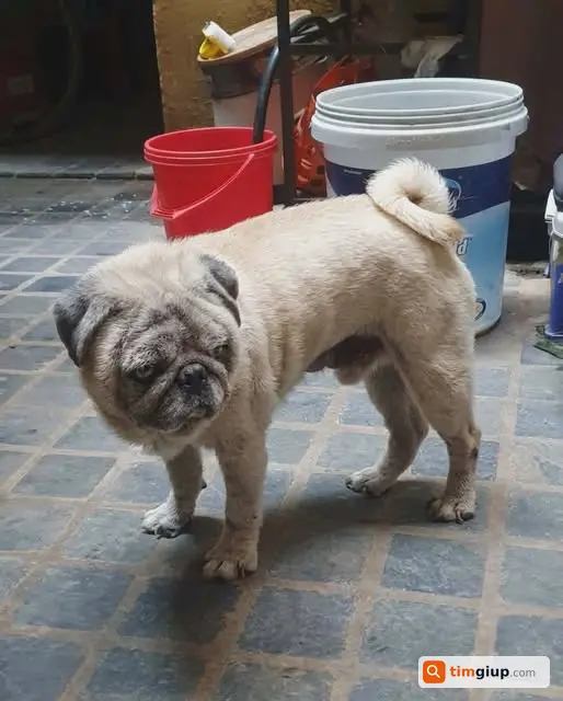 Tìm Chó Pug Vàng Kem Thất Lạc Tại Ba Đình, Hà Nội