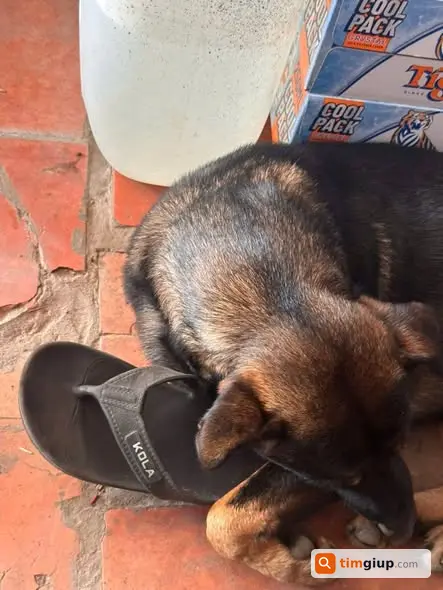 Tìm chó Đen đeo vòng cổ đỏ tại Khánh An, An Phú, An Giang
