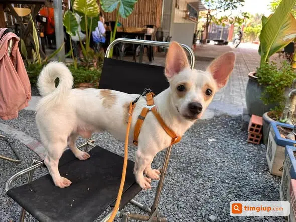 Tìm Chó Lucky 7kg Thất Lạc Tại Nguyễn Thị Thập, Quận 7