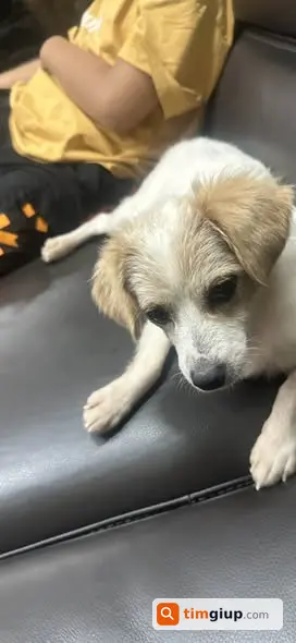 Tìm Chó Trắng Tên Sữa Thất Lạc Tại Kđt Văn Phú, Hà Đông