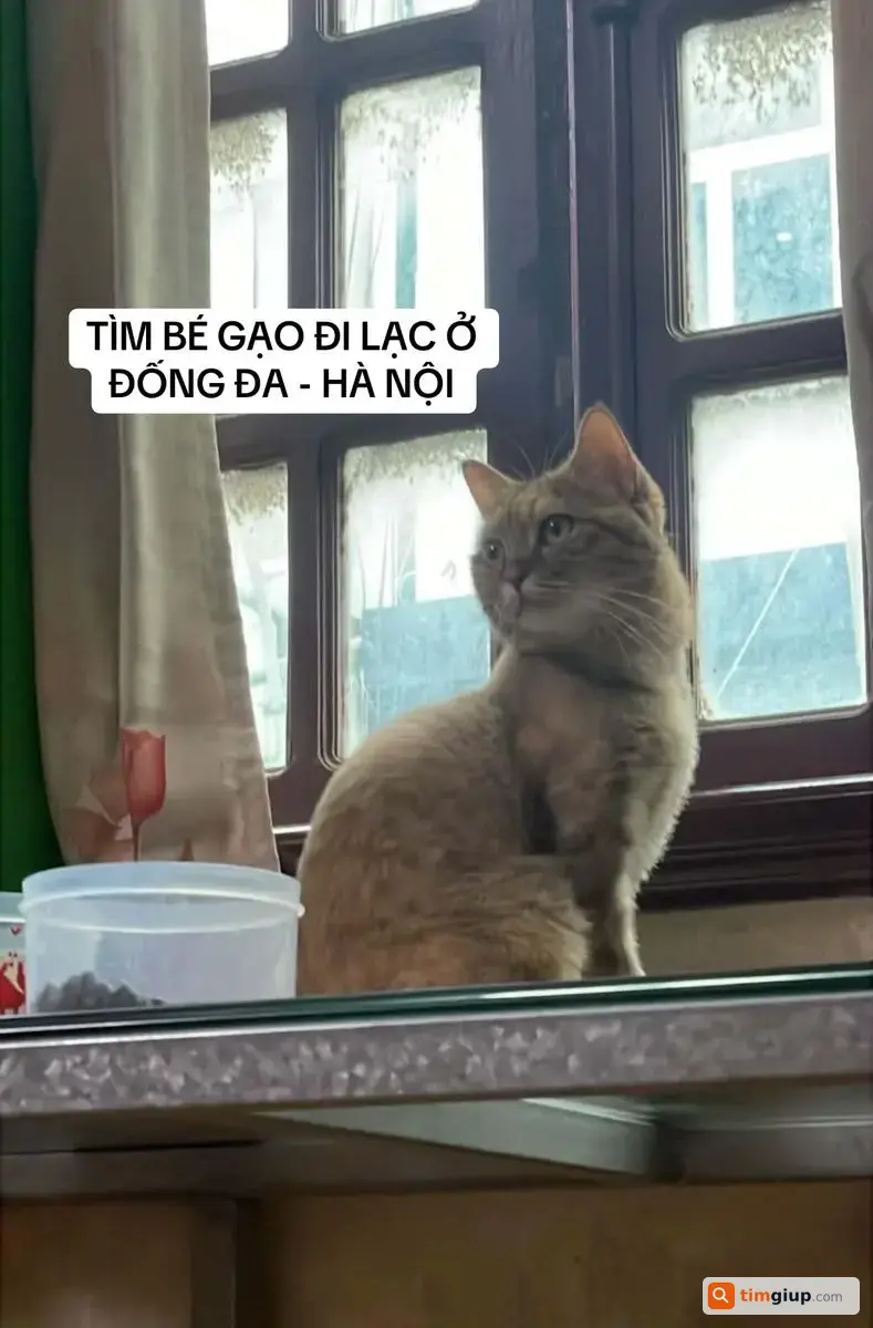 Tìm Mèo Anh Lông Ngắn Tabby Tên Gạo Thất Lạc Tại Đống Đa, Hà Nội
