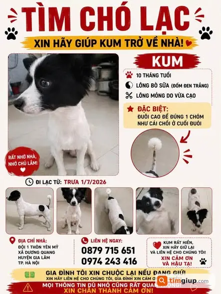 Tìm Chó Kum Thất Lạc Tại Xã Dương Quang, Huyện Gia Lâm