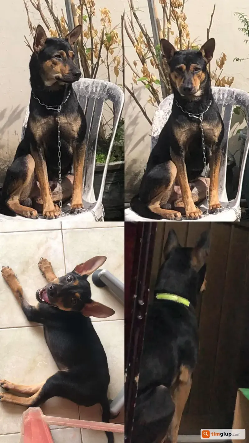 Tìm chó lạc tên NÔ tại Quận 2 (cũ), TP. Hồ Chí Minh