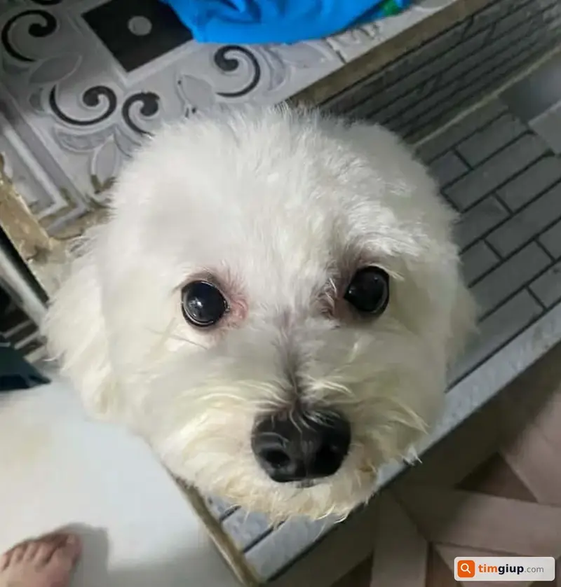 Tìm bé chó Poodle lông trắng tên Mina lạc tại TP.HCM