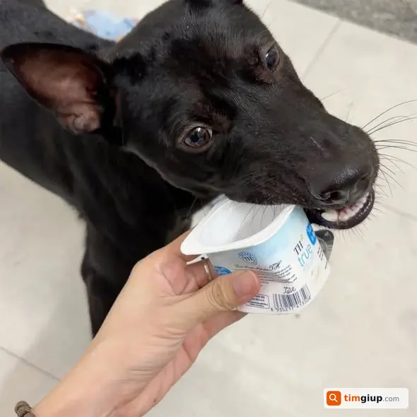 Tìm chó mực đen lạc khu Bà Điểm, Hóc Môn – Công viên An Sương