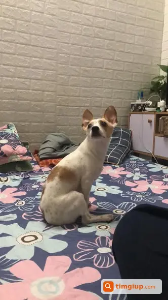 Ảnh 2