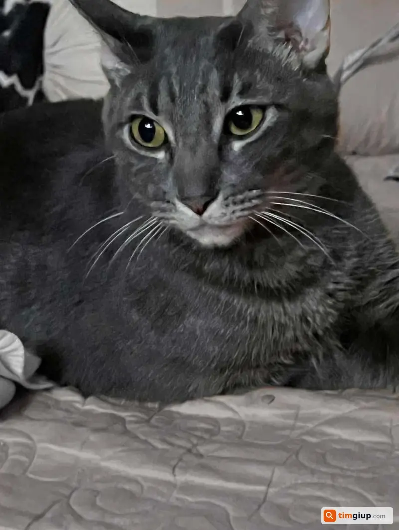 Tìm mèo mướp Ash lạc tại Tân Bình