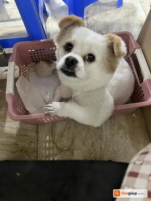Tìm cún trắng tai vàng lạc tại Quang Lãm, Hà Đông Hà Nội