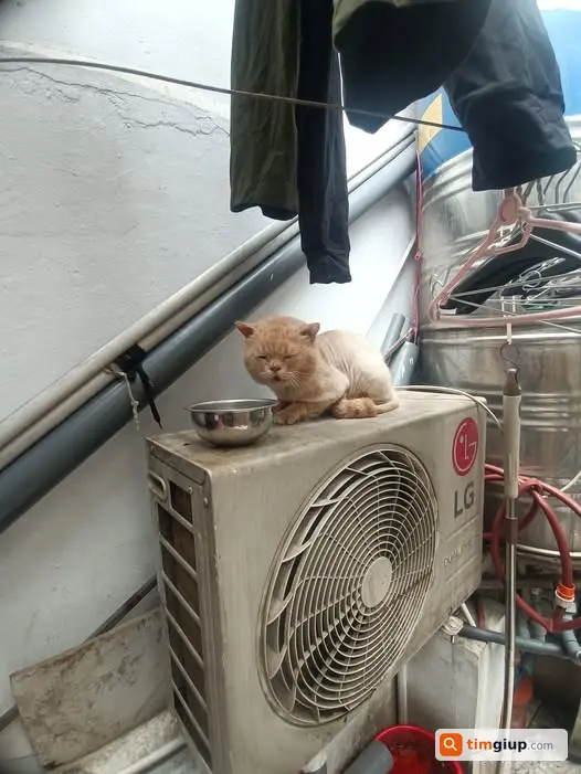 Nhặt Được Thú Cưng Lạc Vào Nhà Tại 15-357 Phúc Tân