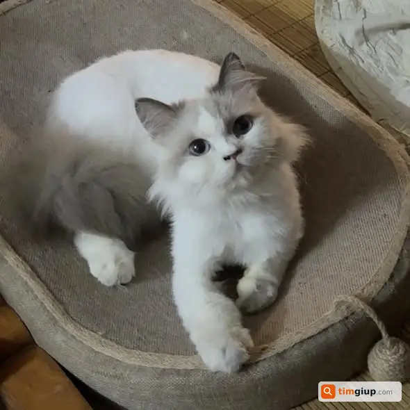 Tìm mèo Ragdoll tên Ni lạc tại Hoài Đức, Hà Nội