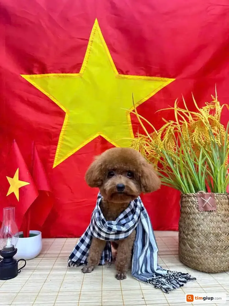 Tìm bé chó Poodle tên Bông thất lạc tại Bạc Liêu