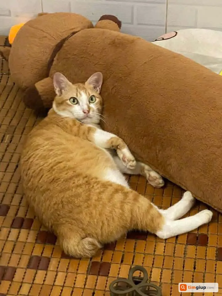 Tìm mèo Pucca bị lạc tại khu vực Tân Bình, TP.HCM